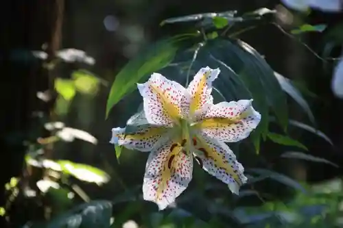 鹿島大神宮の自然