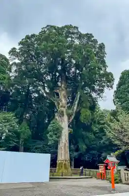 霧島神宮(鹿児島県)