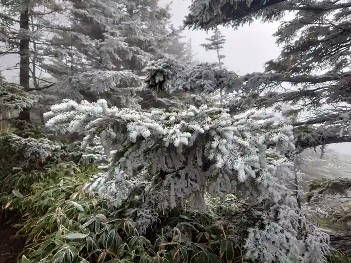 山家神社奥宮の自然