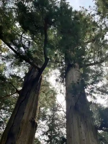 河口浅間神社の自然