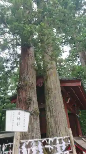 日光二荒山神社の自然