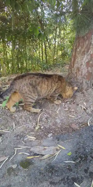鹿角八坂神社の動物