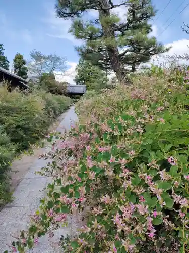 圓光禅寺（円光寺）の自然