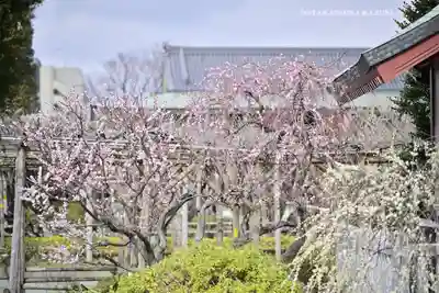 亀戸天神社(東京都)