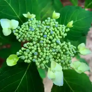 滑川神社 - 仕事と子どもの守り神の自然(2020年06月18日(木) 07時41分49秒投稿)