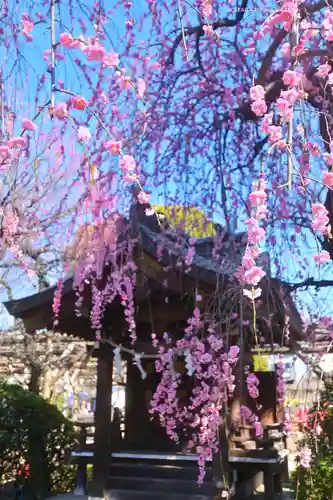 亀戸天神社(東京都)