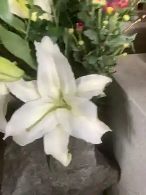 龍福寺（普照庵 龍福寺）(愛知県)