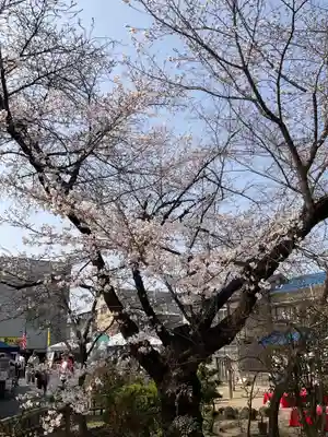 墨染寺（桜寺）(京都府)