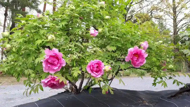 牡丹稲荷神社の自然