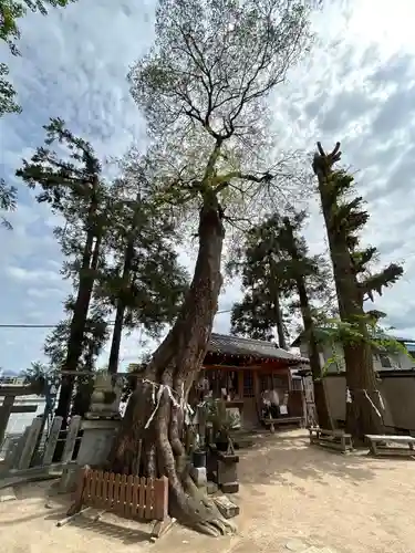 大歳神社(広島県)