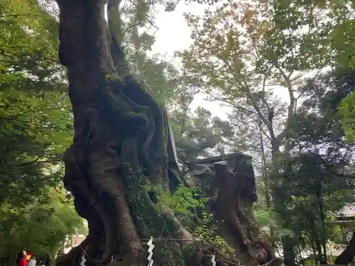 來宮神社(静岡県)