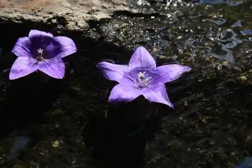 鹿島大神宮の手水舎