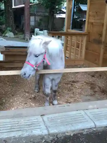 平塚八幡宮の動物