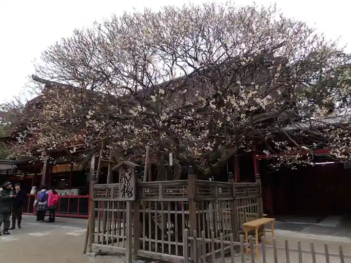 太宰府天満宮の自然