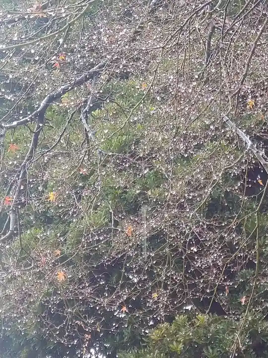 阿智神社の自然