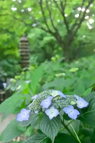 高幡不動尊　金剛寺(東京都)