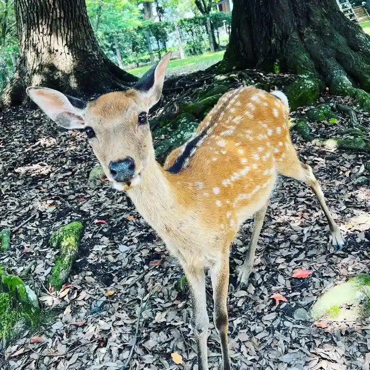 春日大社(奈良県)