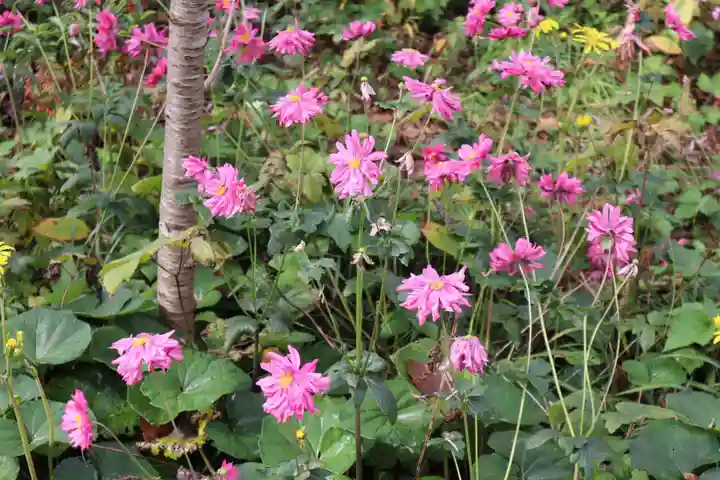 高麗神社の自然