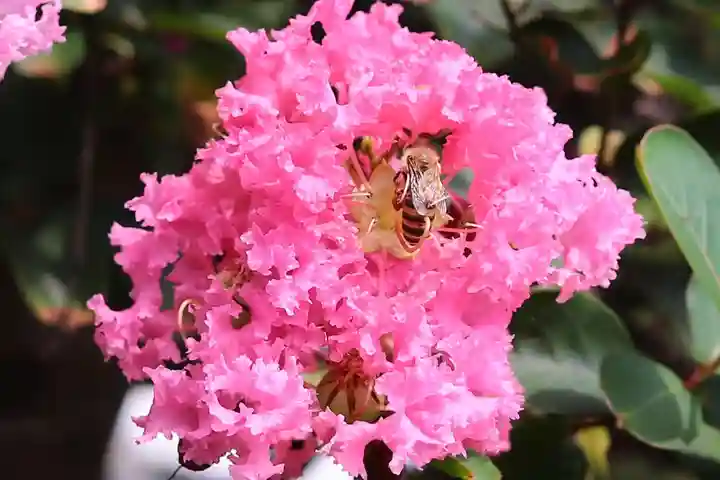 三津厳島神社(愛媛県)