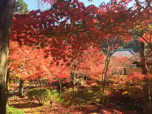 禅林寺（永観堂）の自然