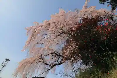 貝山薬師堂の自然