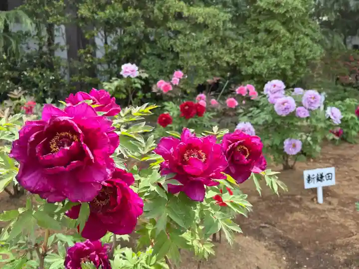 西新井大師総持寺の{uncategorized: "未分類", other: "その他", undefined: "問題あり", building: "その他建物", grave: "お墓", sacred_gate: "鳥居", guardian: "狛犬", statue: "像", buddha: "仏像", history: "歴史", nature: "自然", garden: "庭園", animal: "動物", pagoda: "塔", temizu: "手水舎", mountain_gate: "山門・神門", sanctuary: "本殿・本堂", subordinate: "末社・摂社", art: "芸術", scenery: "景色", jizo: "地蔵", ema: "絵馬", goshuin: "御朱印", omikuji: "おみくじ", items: "授与品その他", amulet: "お守り", goshuincho: "御朱印帳", eats: "食事", festival: "お祭り", votive_dance: "神楽", shichigosan: "七五三参", wedding: "結婚式", experience: "体験その他", initially: "初詣", around: "周辺", anti_infection: "感染症対策"}