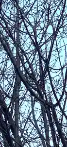 留辺蘂神社の自然(2024年04月17日(水) 21時49分33秒投稿)