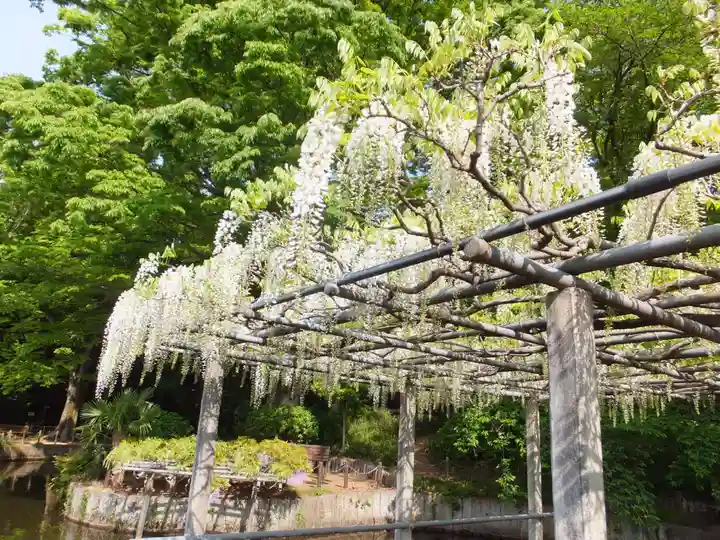 玉敷神社の自然