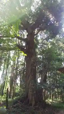 甲頭稲荷神社の自然