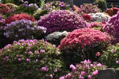 根津神社の庭園