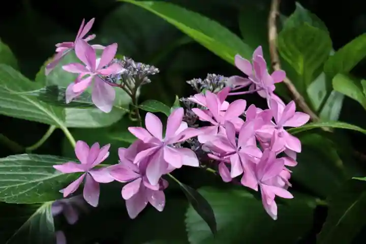 柳谷観音 楊谷寺の自然