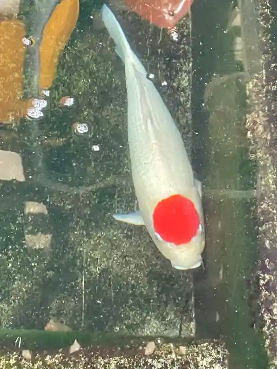 大聖観音寺(あびこ観音)の動物