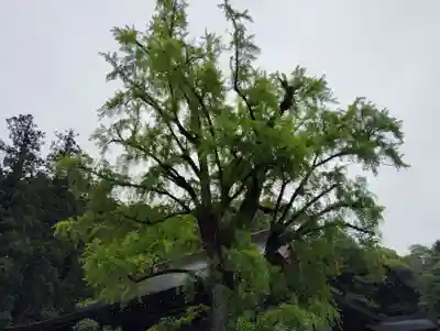 吉備津神社の自然