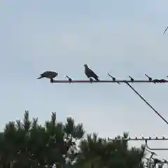 伏見稲荷大社の動物