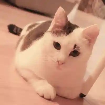 天王山 安楽寺(福井県)