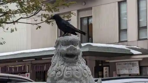 北海道神宮頓宮の動物