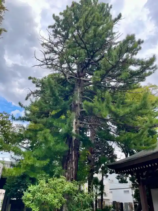 玉泉寺(東京都)