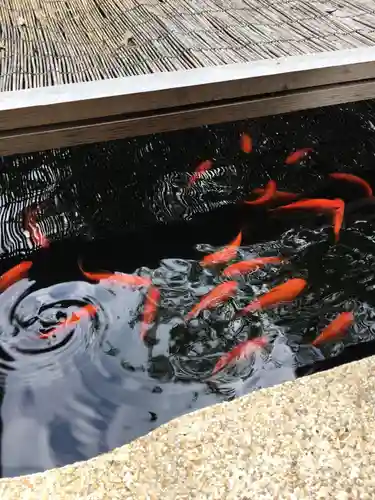 日尾八幡神社の動物