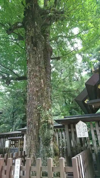 天岩戸神社の自然