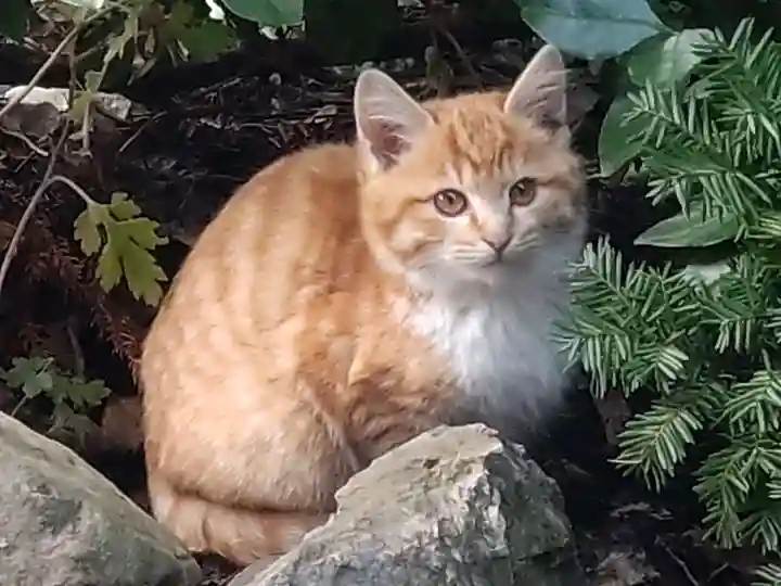 鹿角八坂神社の動物