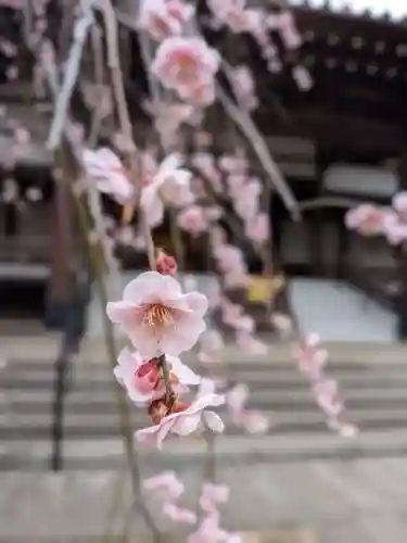 妙法寺(東京都)