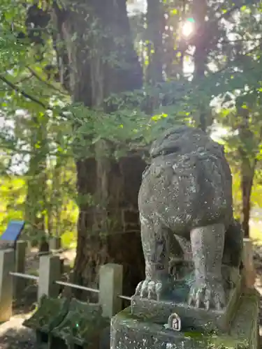 藏皇神社の狛犬