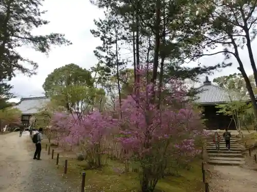 仁和寺の庭園