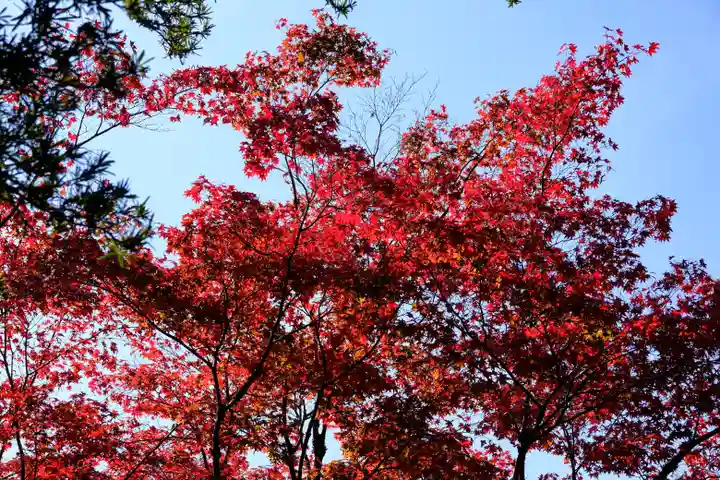 慈照寺(慈照禅寺・銀閣寺)の自然