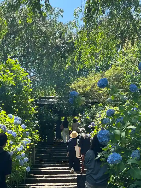 明月院(神奈川県)