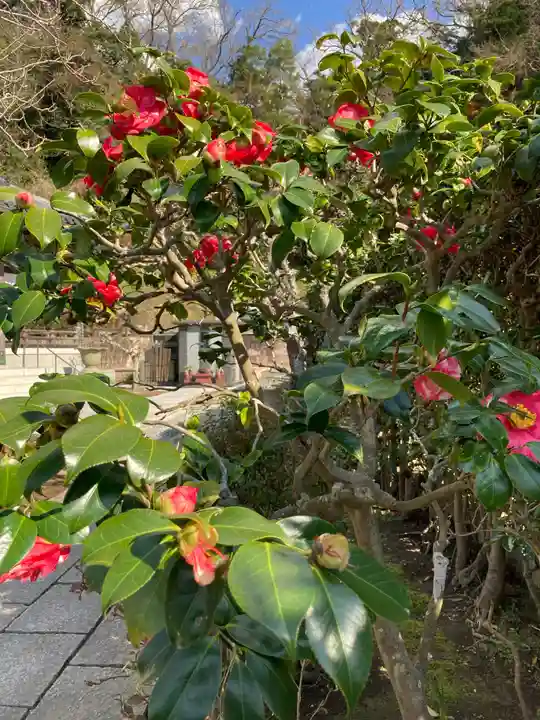 来迎寺(西御門)の自然