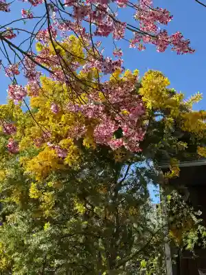 蔵前神社の{uncategorized: "未分類", other: "その他", undefined: "問題あり", building: "その他建物", grave: "お墓", sacred_gate: "鳥居", guardian: "狛犬", statue: "像", buddha: "仏像", history: "歴史", nature: "自然", garden: "庭園", animal: "動物", pagoda: "塔", temizu: "手水舎", mountain_gate: "山門・神門", sanctuary: "本殿・本堂", subordinate: "末社・摂社", art: "芸術", scenery: "景色", jizo: "地蔵", ema: "絵馬", goshuin: "御朱印", omikuji: "おみくじ", items: "授与品その他", amulet: "お守り", goshuincho: "御朱印帳", eats: "食事", festival: "お祭り", votive_dance: "神楽", shichigosan: "七五三参", wedding: "結婚式", experience: "体験その他", initially: "初詣", around: "周辺", anti_infection: "感染症対策"}