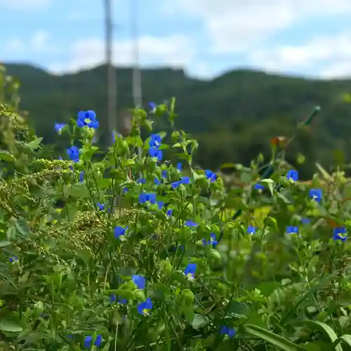 高司神社〜むすびの神の鎮まる社〜の自然
