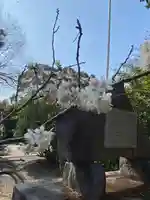 河内阿蘇神社の自然