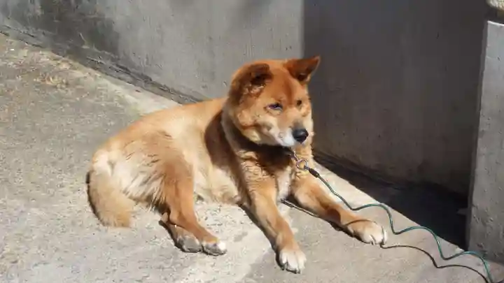 稲荷神社(紅葉館きらくや)の動物